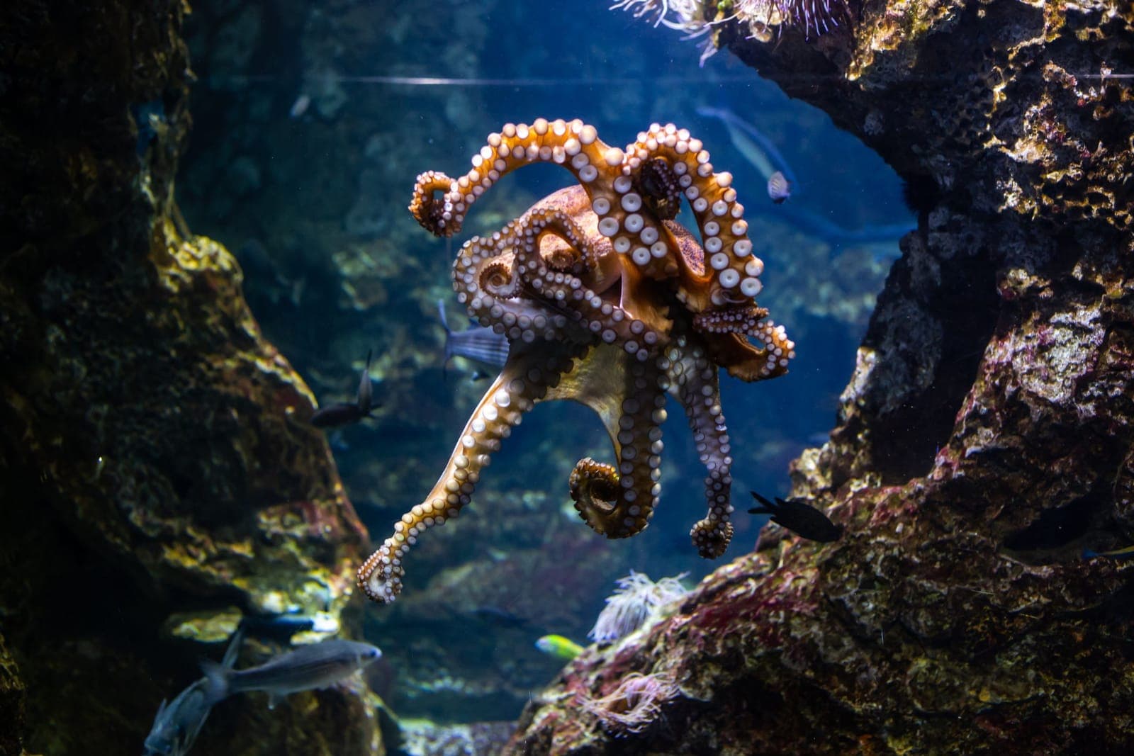 An octopus swimming through an underwater rock crevice, evoking the octopus omen at the center of Linda Hogan's People of the Whale in this AP Literature literary argument essay.