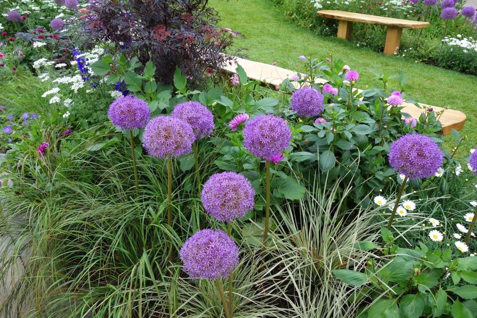 A garden bed of purple allium and daisies in full bloom, the kind of garden Gilliland grew from dry clay in this AP Lang passage.